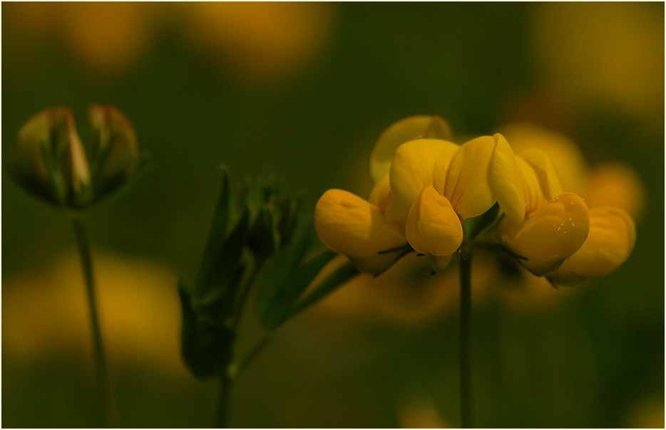 Hornklee (Lotus corniculatus)