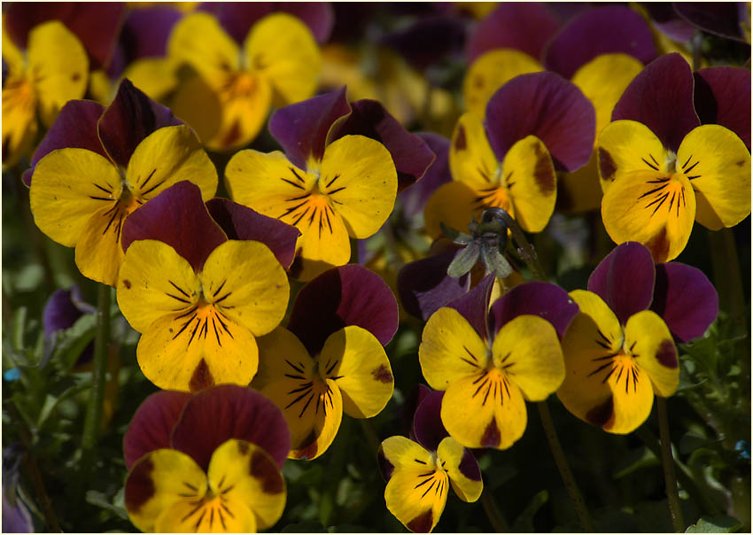 Hornveilchen (Viola cornuta)