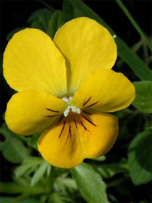 Hornveilchen (Viola cornuta)