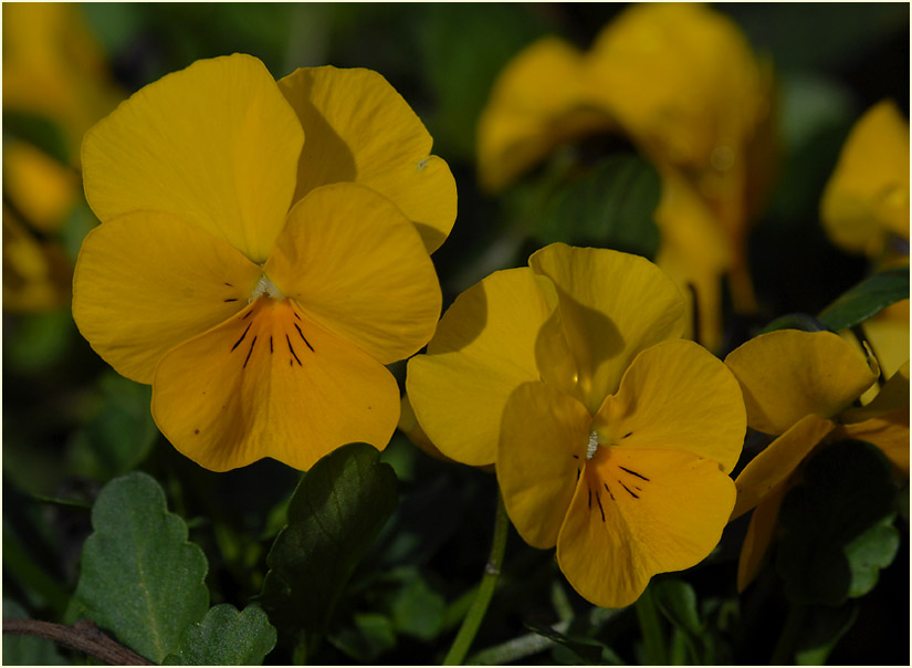 Hornveilchen (Viola cornuta)