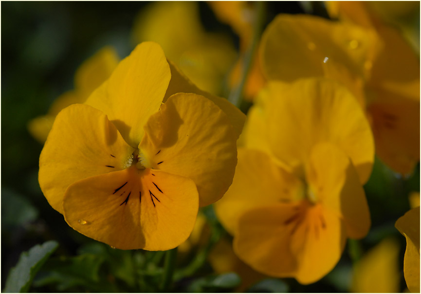 Hornveilchen (Viola cornuta)