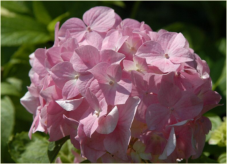 Hortensie (Hydrangea)