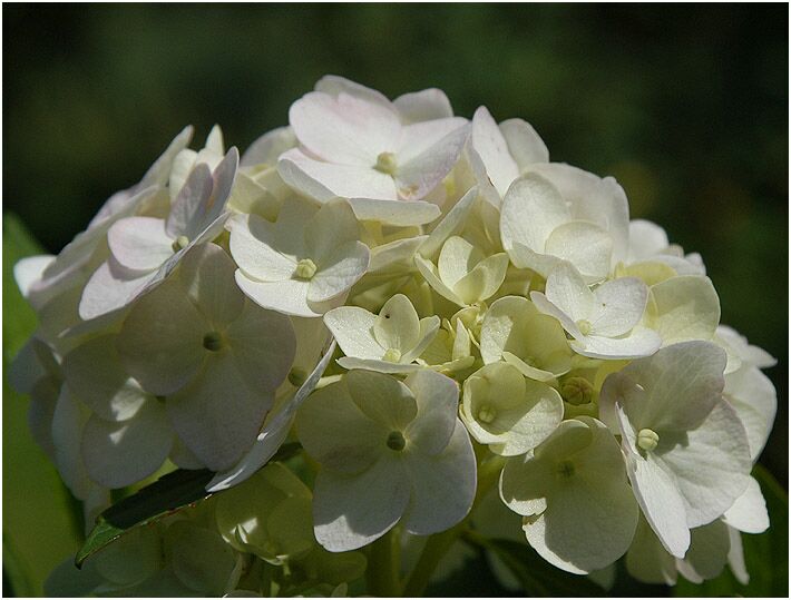 Hortensie (Hydrangea)