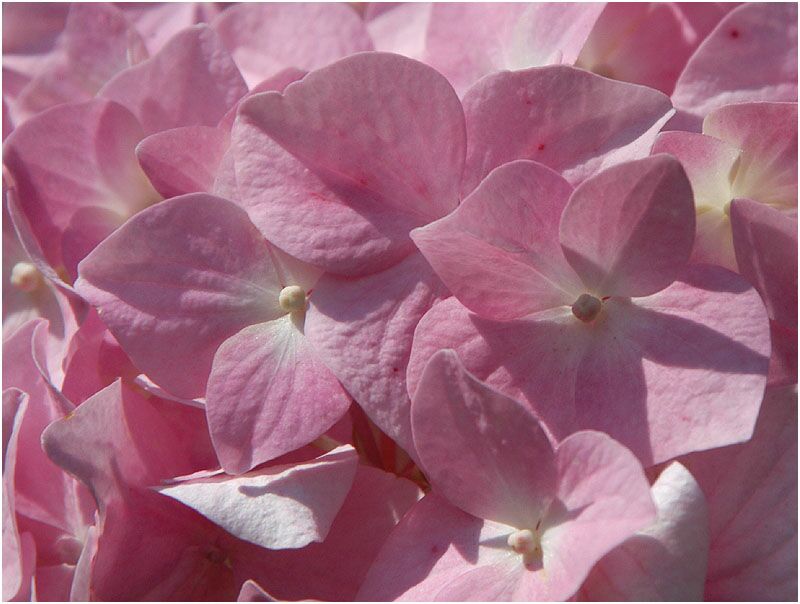 Hortensie (Hydrangea)