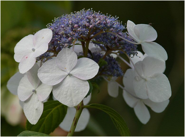 Hortensie (Hydrangea)