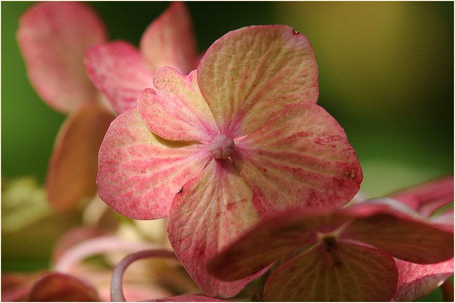 Hortensie (Hydrangea)