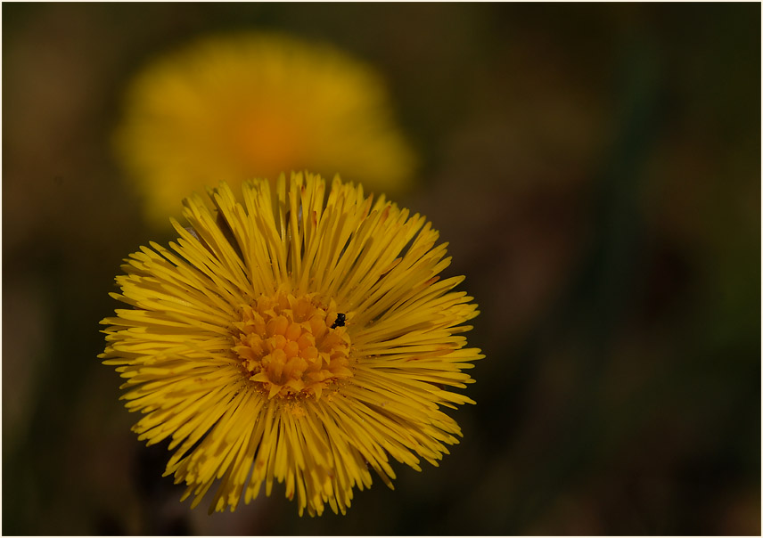 Huflattich (Tussilago farfara)