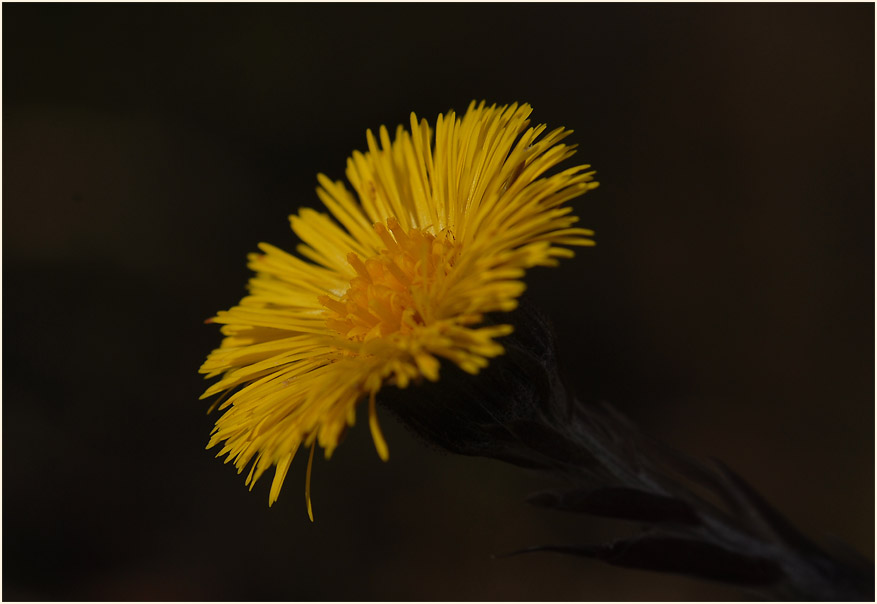 Huflattich (Tussilago farfara)