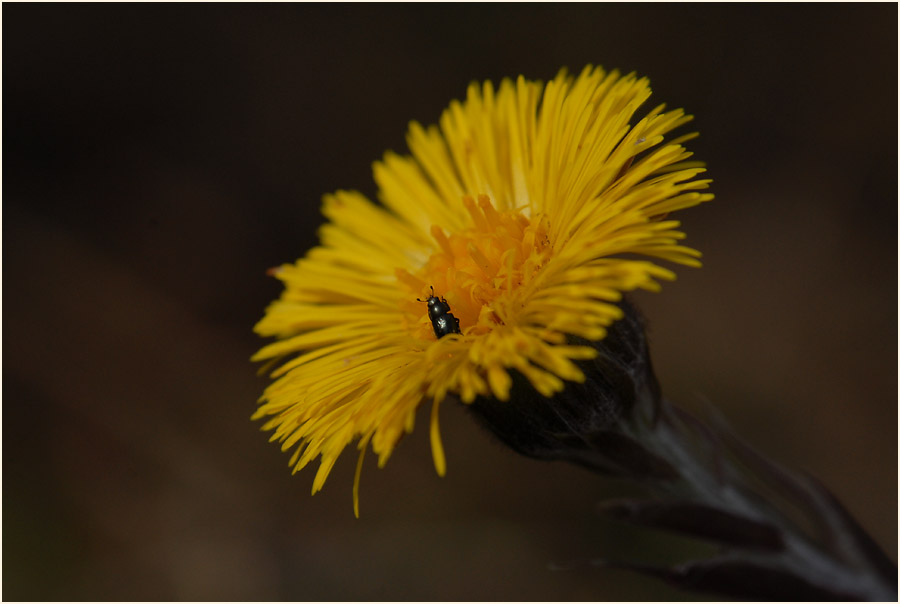 Huflattich (Tussilago farfara)