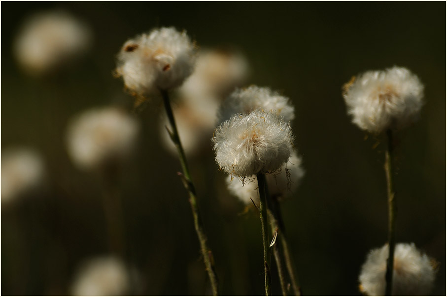 Huflattich (Tussilago farfara)