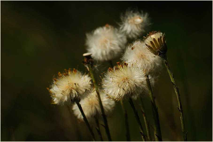 Huflattich (Tussilago farfara)