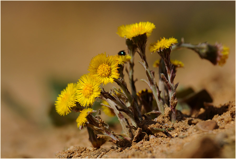 Huflattich (Tussilago farfara)