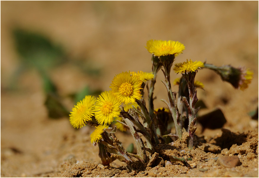 Huflattich (Tussilago farfara)