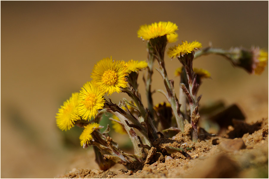 Huflattich (Tussilago farfara)