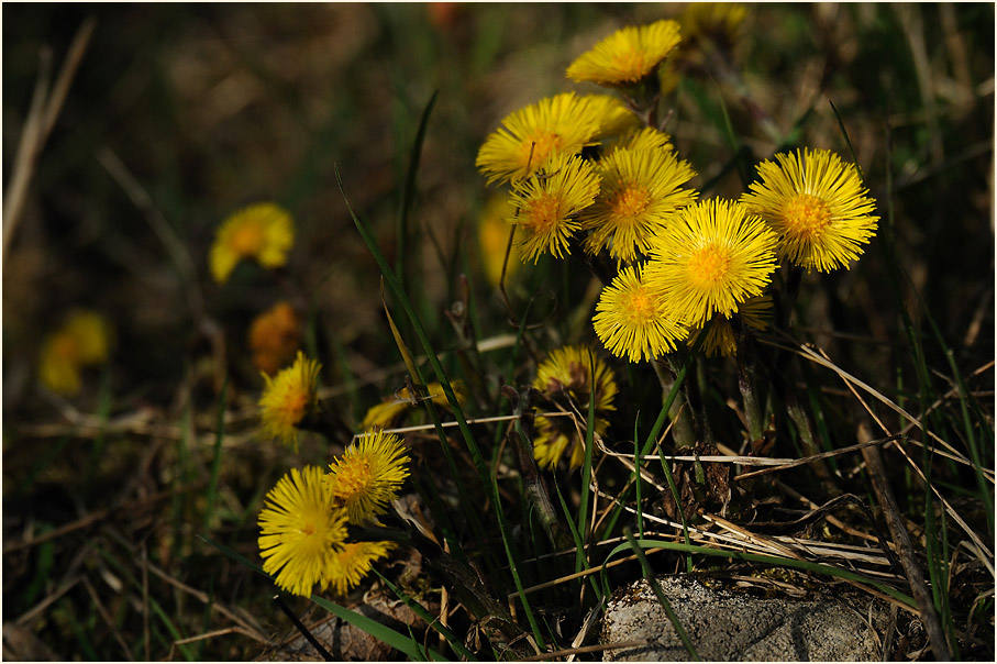 Huflattich (Tussilago farfara)