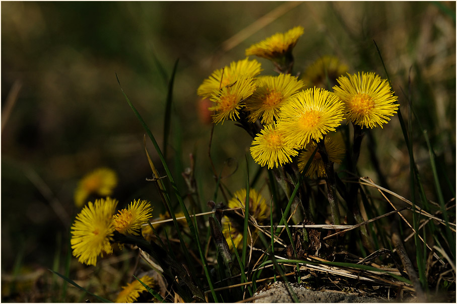 Huflattich (Tussilago farfara)