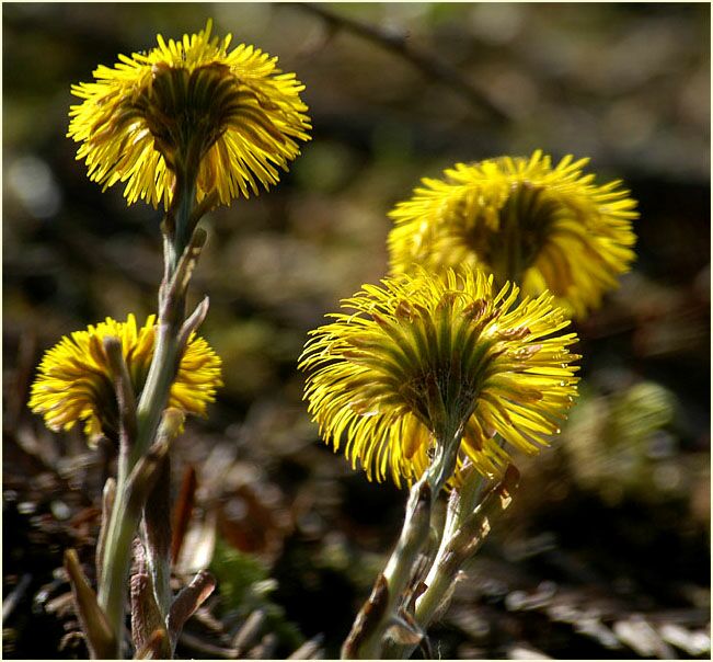 Huflattich (Tussilago farfara)