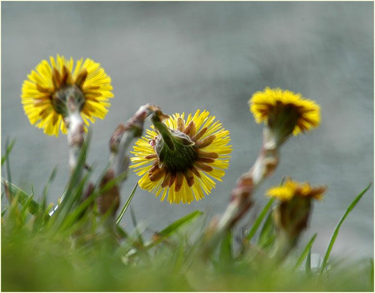 Huflattich (Tussilago farfara)