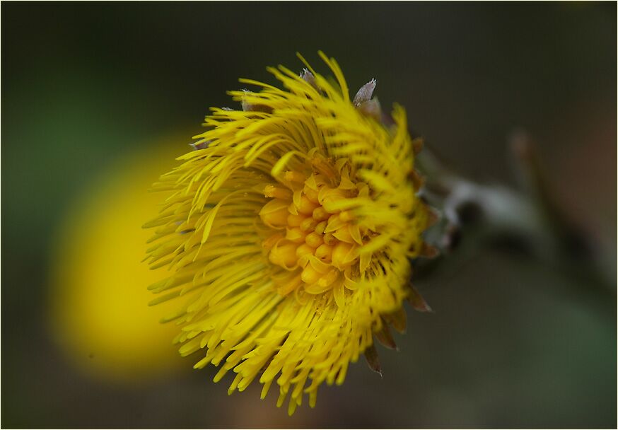 Huflattich (Tussilago farfara)