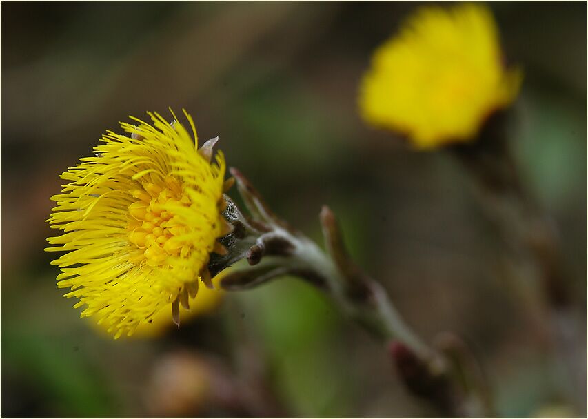 Huflattich (Tussilago farfara)