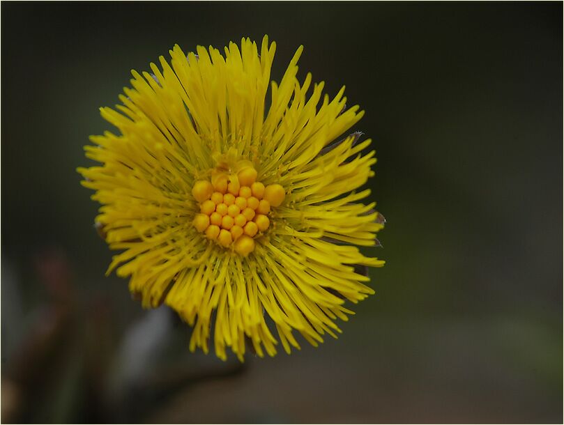 Huflattich (Tussilago farfara)