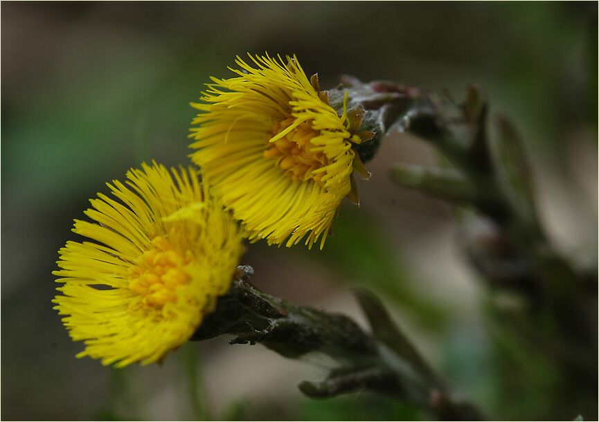 Huflattich (Tussilago farfara)