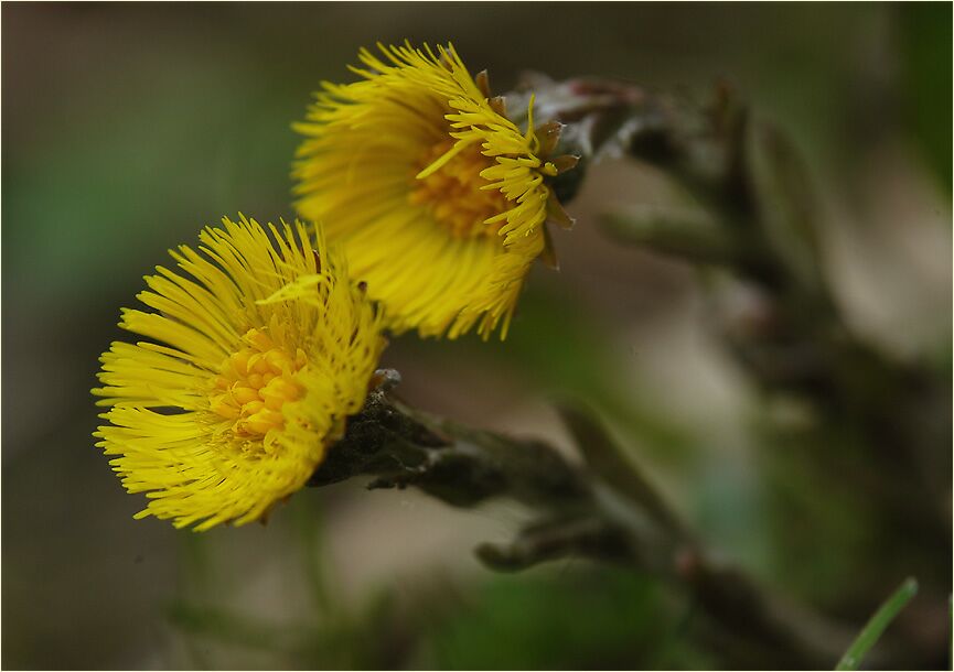 Huflattich (Tussilago farfara)