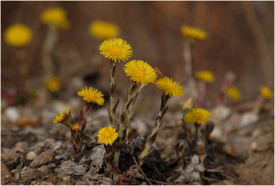 Huflattich (Tussilago farfara)