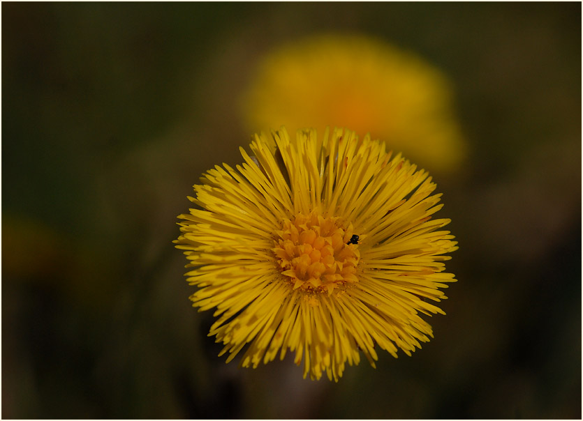 Huflattich (Tussilago farfara)