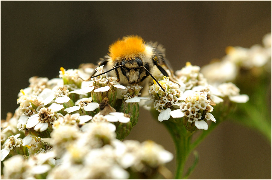 Hummel