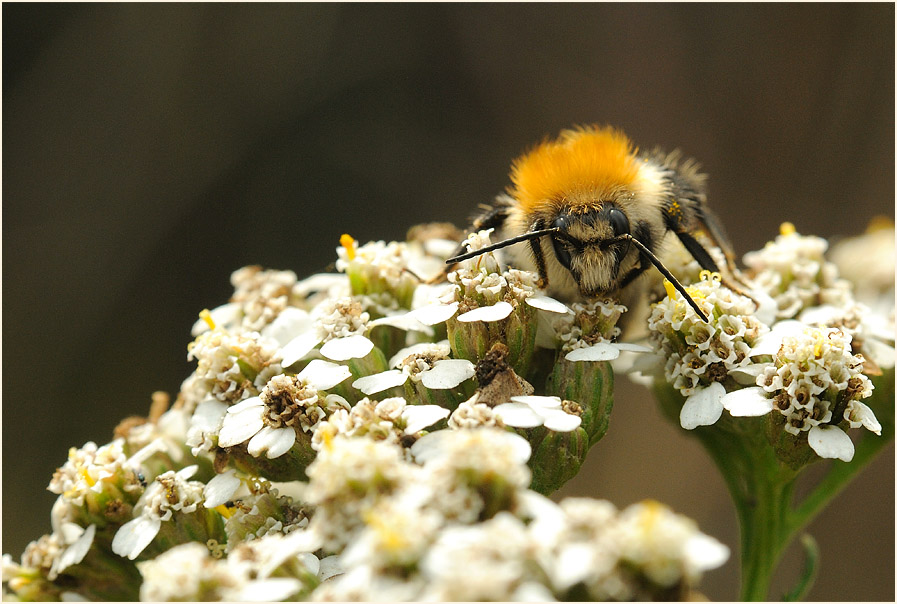 Hummel