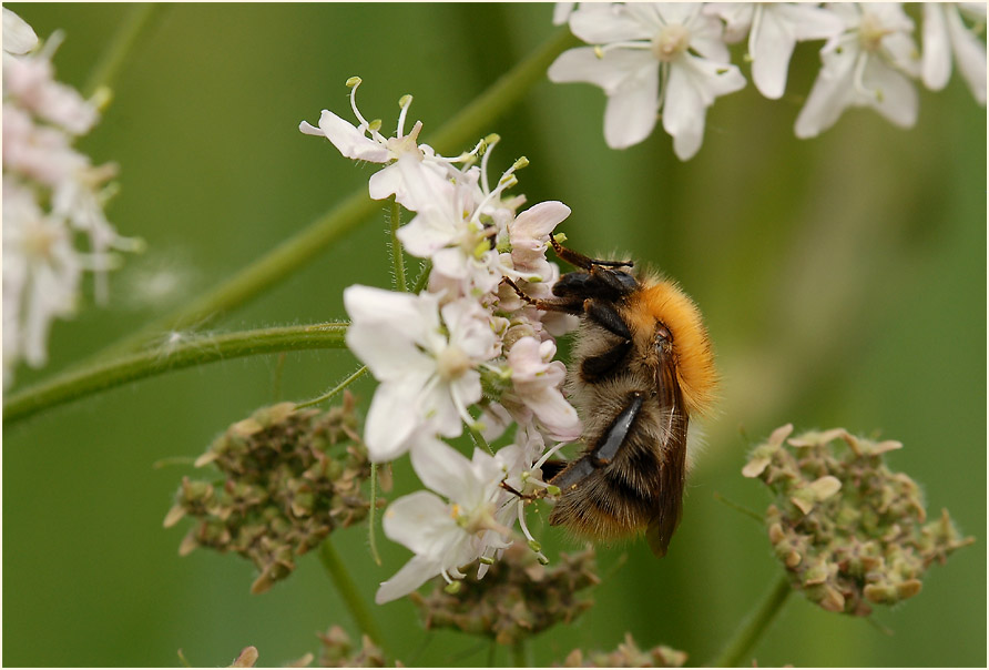 Hummel