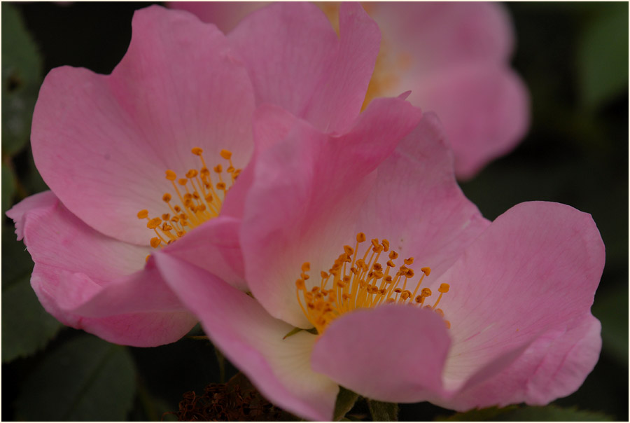 Hundsrose (Rosa canina)