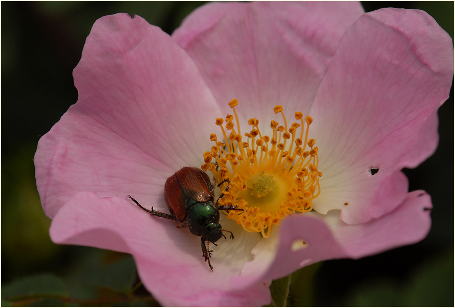 Hundsrose (Rosa canina)