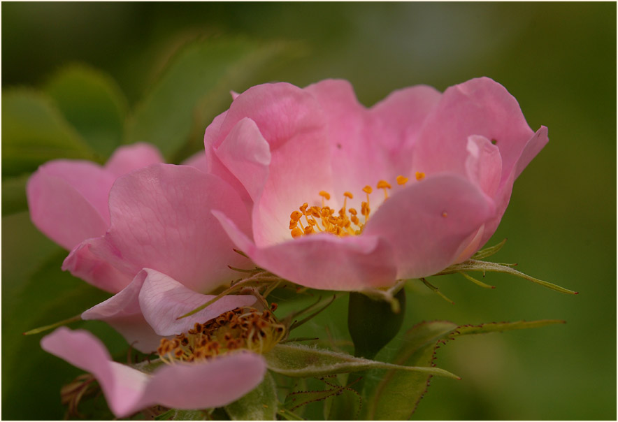 Hundsrose (Rosa canina)