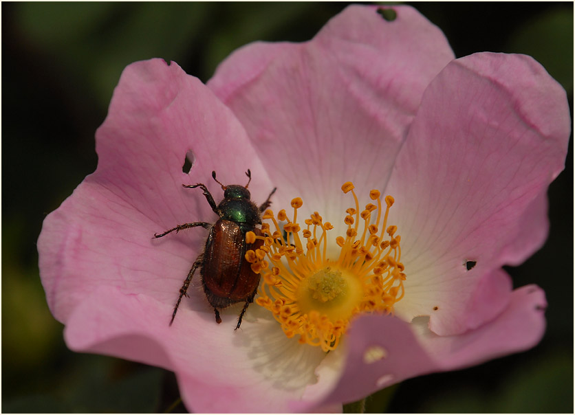 Hundsrose (Rosa canina)