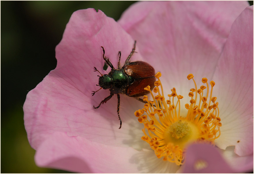 Hundsrose (Rosa canina)