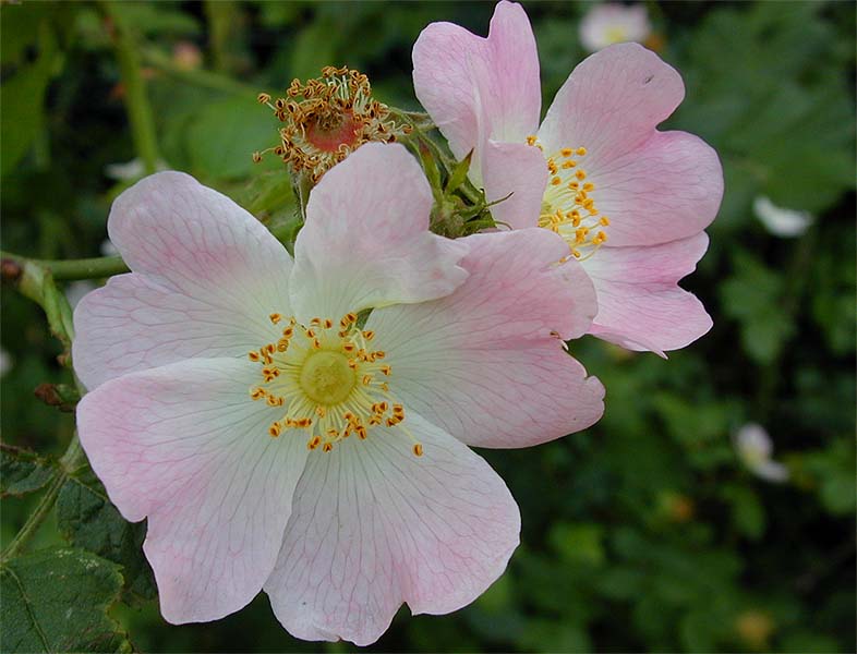 Hundsrose (Rosa canina)