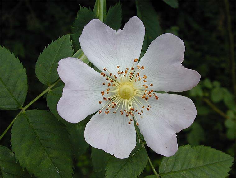 Hundsrose (Rosa canina)