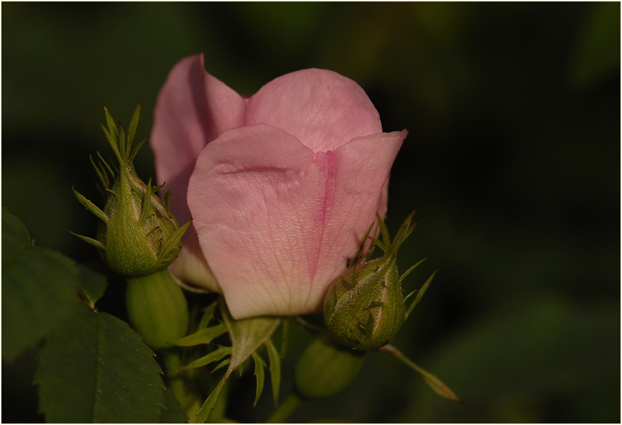 Hundsrose (Rosa canina)