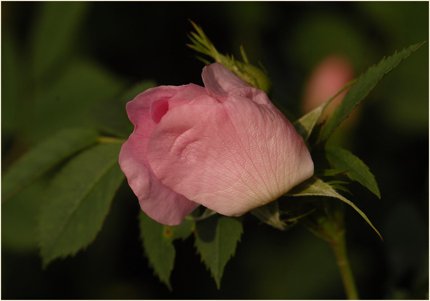 Hundsrose (Rosa canina)