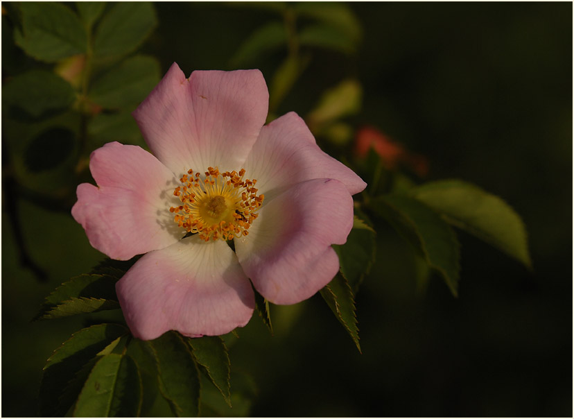 Hundsrose (Rosa canina)