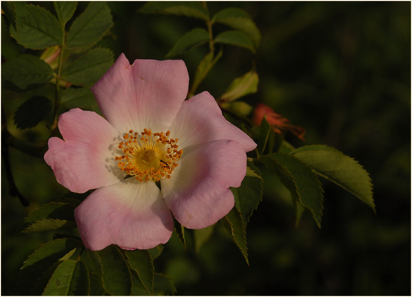 Hundsrose (Rosa canina)