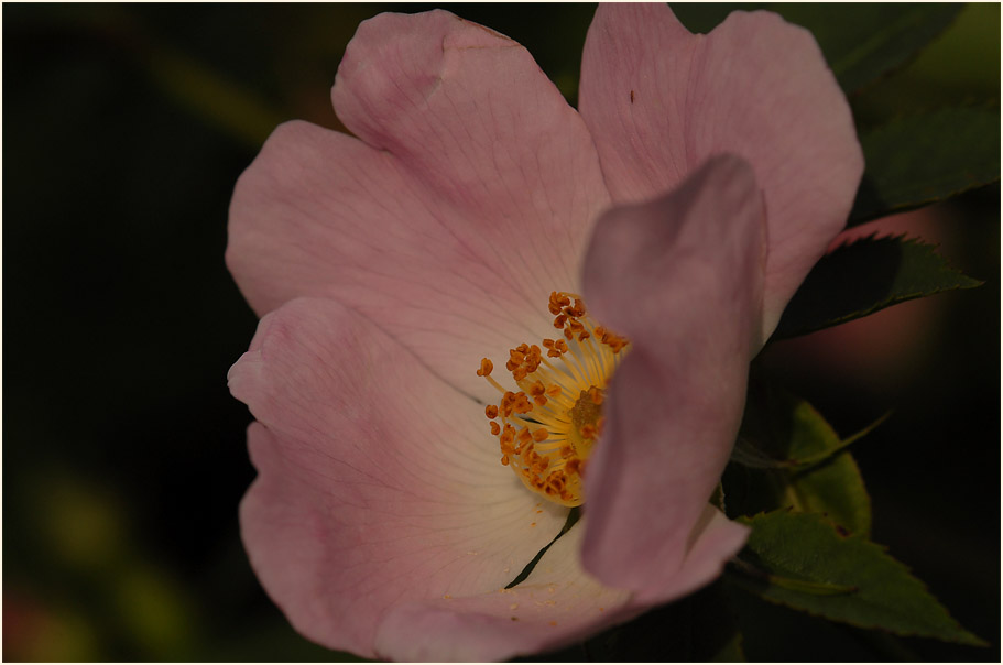 Hundsrose (Rosa canina)