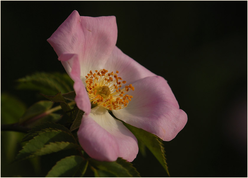 Hundsrose (Rosa canina)