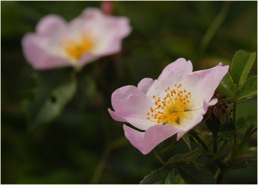 Hundsrose (Rosa canina)