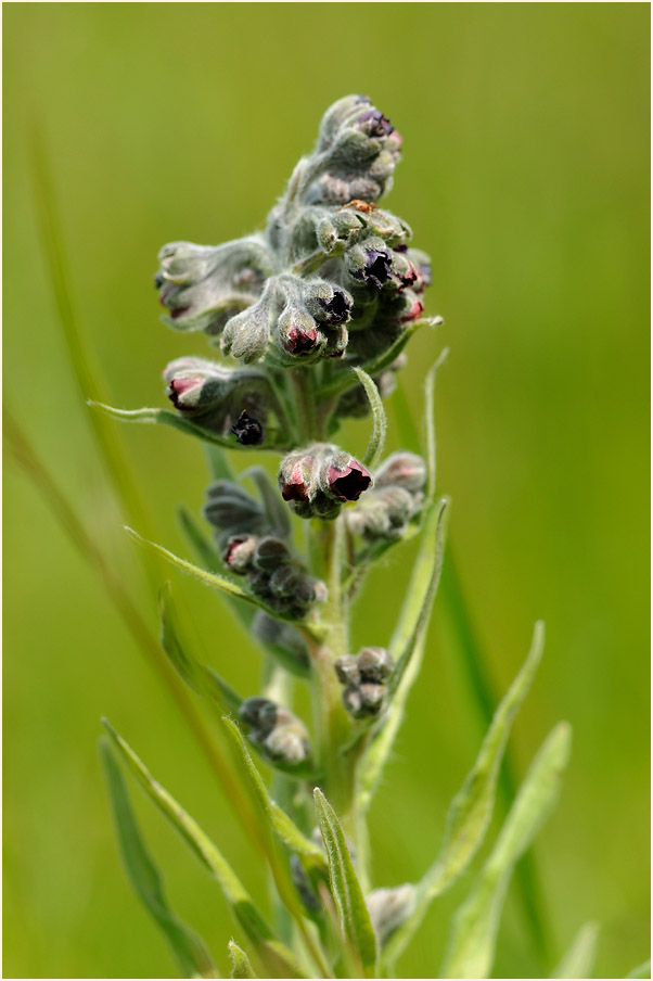 Gewöhnliche Hundszunge (Cynoglossum officinale L.)