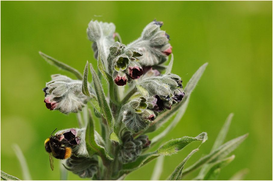 Gewöhnliche Hundszunge (Cynoglossum officinale L.)