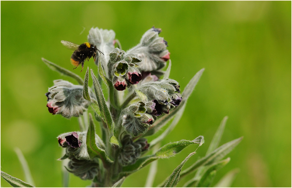 Gewöhnliche Hundszunge (Cynoglossum officinale L.)