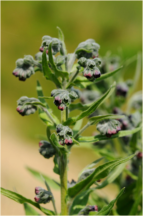 Gewöhnliche Hundszunge (Cynoglossum officinale L.)